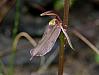 Cyrtostylis Robusta - Large Gnat Orchid.jpg